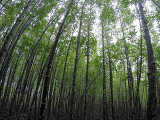 Fototapeta na wymiar Mangrove forest on the nature