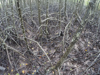 Mangrove forest on the nature