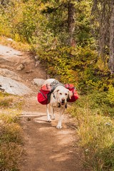 Backpacking Dog