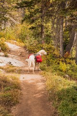 Trail Dog