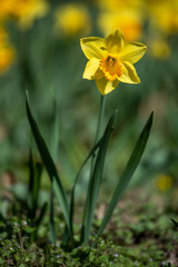 daffodils in spring