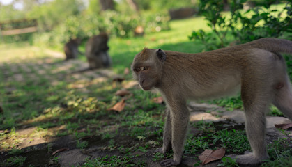 long-tailed macaque , Crab-eating macaque on the hilltop in South,Thailand,south East Asia