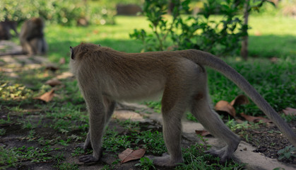 long-tailed macaque , Crab-eating macaque on the hilltop in South,Thailand,south East Asia