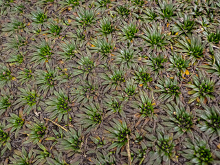 Fototapeta premium Close up green succulents starry