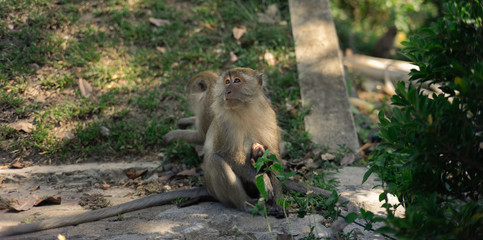 long-tailed macaque , Crab-eating macaque on the hilltop in South,Thailand,south East Asia