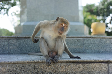 long-tailed macaque , Crab-eating macaque on the hilltop in South,Thailand,south East Asia