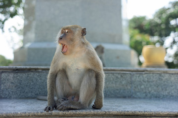 long-tailed macaque , Crab-eating macaque on the hilltop in South,Thailand,south East Asia