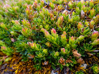 Obraz premium Flora of the Cajas National Park in Ecuador