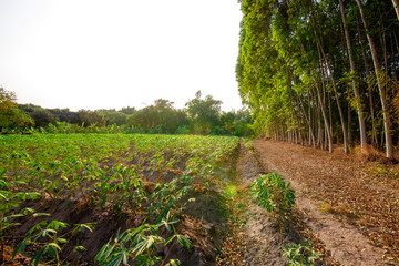 Tapioca farm, potato farm growth . on soil. Agriculture Concept.