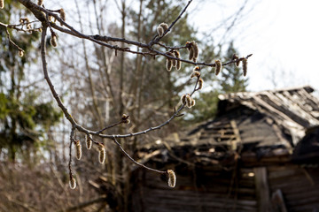branch with buds on the background of a destroyed rural house