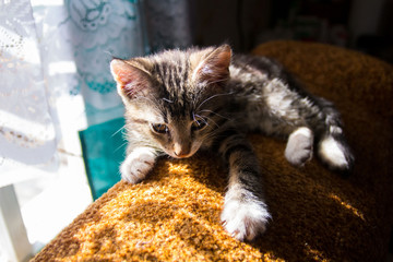 gray striped fluffy kitten with white paws lying on the sofa in the sunlight