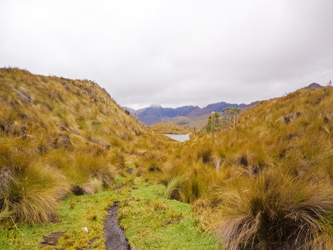 Highlighted vegetation in the Andean paradise