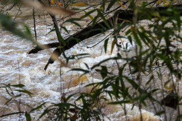River through the trees