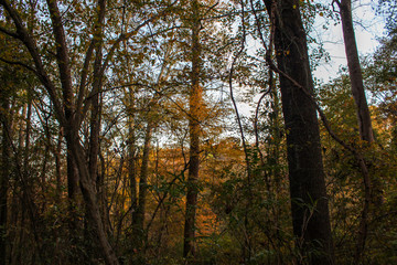 Obraz premium Sunset