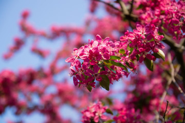 Close up of pink blossoming sakura flowers with green leaves on blue sky background in springtime