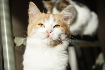 Lovely ginger kitten closeup face, cat portrait with sun light.