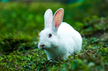 Fototapeta premium white rabbit in the grass