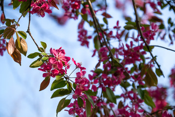 Close up of pink blossoming sakura flowers with green leaves on blue sky background in springtime