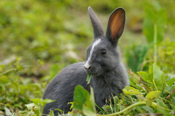 rabbit in the grass, Black RABBIT