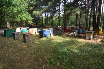 Bee colony in the forest. Colorful beehives.