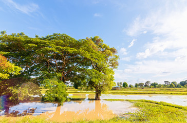 Big tree in little field near water and blue sky with cloud.