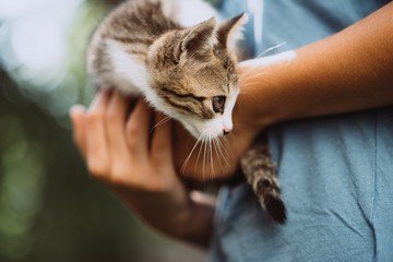 homeless kitten in the hands of a child. The concept of pets, friendship, trust, love and lifestyle. Animal lover. A child stroking a domestic cat. Children and pets. Childhood concept. Kittens