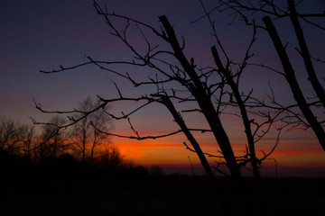 frosty sunset in early spring in the countryside against the silhouettes of trees
