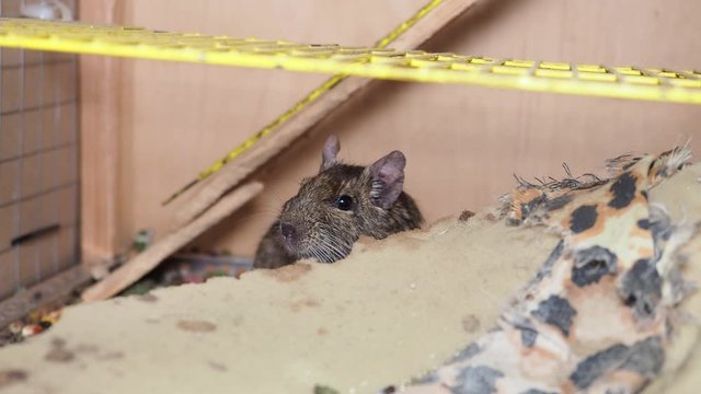 Squirrel degu in a cage