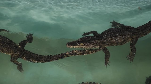 crocodile farm. The hunt, the food of a crocodile