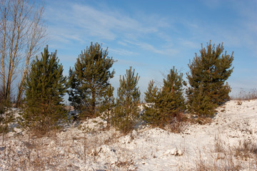 Young pine trees on a snow-strewn hill on a background of blue sky.