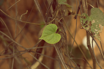 leaves of tree