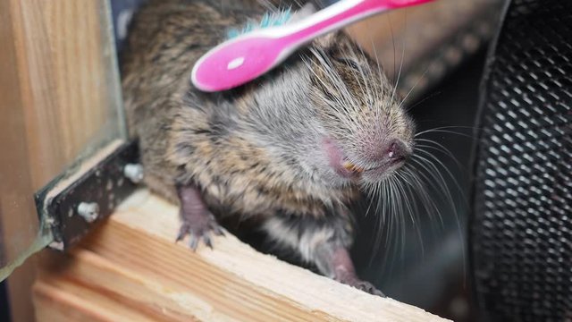 Brushing Rodent degu or Chilean squirrel with toothbrush