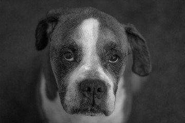 portrait of a dog