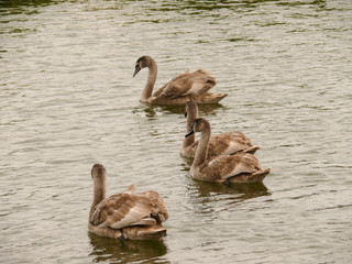 swans on the lake