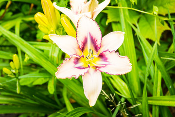 Blooming lily flowers on the garden. Shallow depth of field.