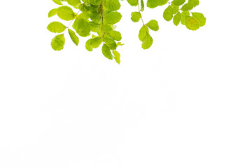 Green leaves on white 