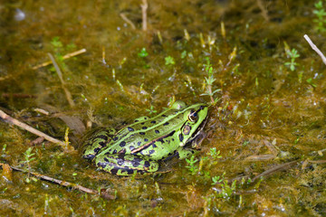 Teichfrosch in einem Tümpel
