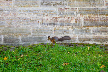 squirrel on the background of the Palace wall in the city park