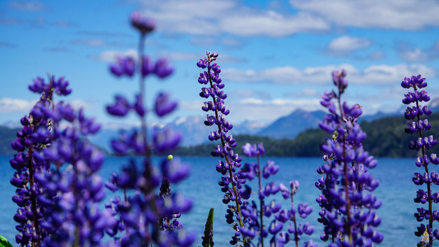 Lupine flowers and Andes Mountains in the background