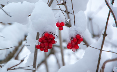 viburnum under the snow