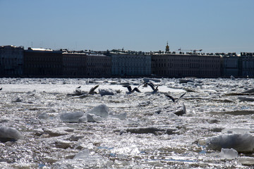 melting ice on the river and gulls
