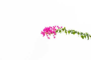 Bougainvillea on white background , Pink flower.