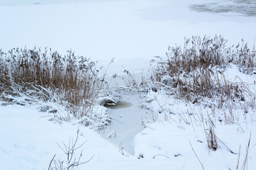 reeds in winter
