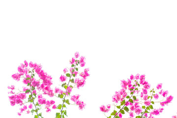 Fototapeta na wymiar Bougainvillea on white background , Pink flower.