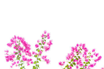 Bougainvillea on white background , Pink flower.