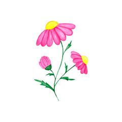 Watercolor illustration. Watercolor pink flower, isolated on white background.