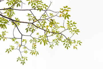 Green leaves on white