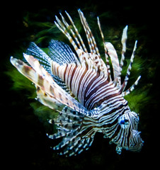 zebra lion fish in black aquarium background