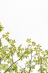 Green leaves on white