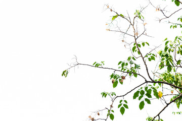 Green leaves on white